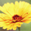 fillysun